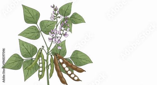 Bean plant illustration displays green leaves, delicate purple blossoms, and developing pods. Bean plant showcases both immature green pods and mature brown pods revealing white beans.