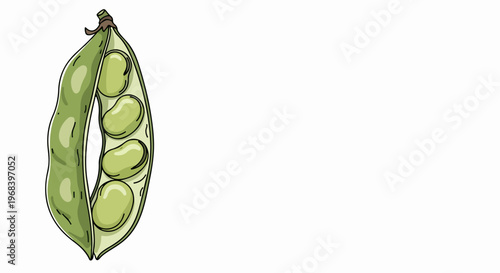 Green bean pod illustration, revealing fresh legumes on white backdrop. Simple bean pod drawing emphasizes natural food, healthy eating habits. Stylized bean pod graphic for recipe blogs,
