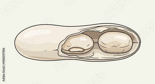 Illustration of peanut pod, a healthy legume snack. Opened peanut shell reveals two fresh oval nuts inside, raw and organic, depicting natural food ingredient. Concept for food packaging design,