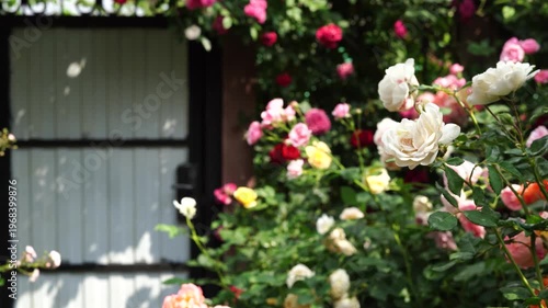 Blooming garden roses growing near cozy house entrance doorway