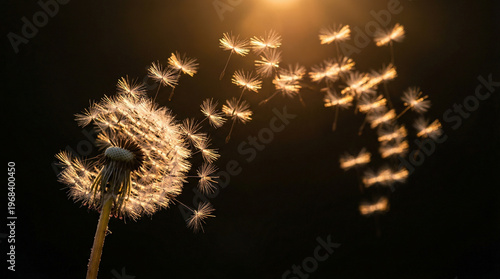 Floating dandelion seeds against a dark background.
