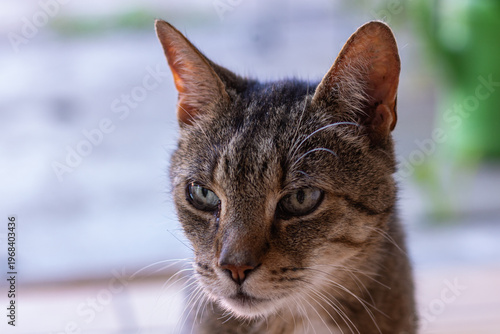 Obraz na plátně Majestic tabby tomcat portrait outdoors, calm domestic cat close up
