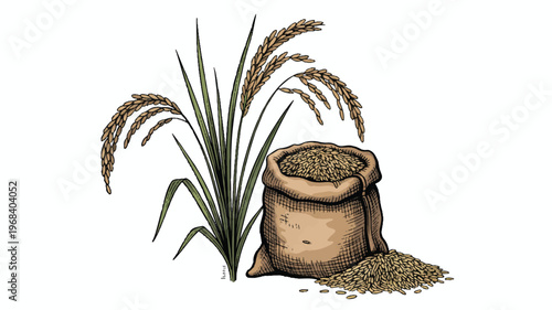 bag of rice with stalk and grains on white
