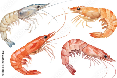 set of Watercolor Shrimp Painting, Ocean Creature vector illustration isolated on white background