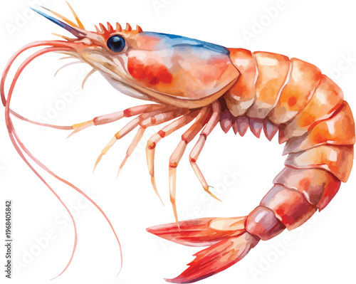Watercolor Shrimp Painting, Ocean Creature vector illustration isolated on white background