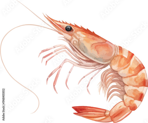 Watercolor Shrimp Painting, Ocean Creature vector illustration isolated on white background
