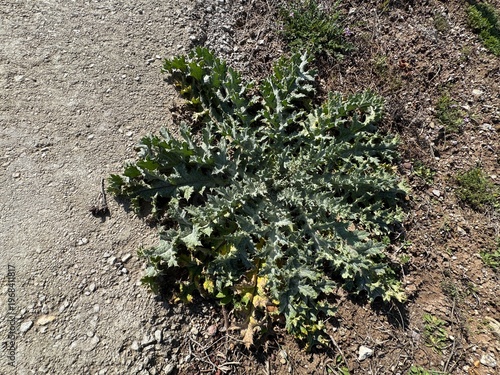 Slika na platnu Onopordum acanthium, cotton thistle or Scottish thistle, a spiny biennial plant with silvery lobed leaves forming a basal rosette, adapted to dry soils and often found in disturbed habitats