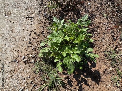 Canvas-taulu Raphanus raphanistrum, wild radish or charlock, a fast-growing herbaceous weed with lobed green leaves, thriving in disturbed soils and fields, often seen in spring as part of natural vegetation