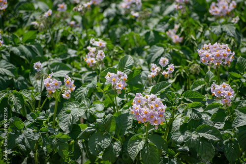 紫色の花が満開のジャガイモ畑
