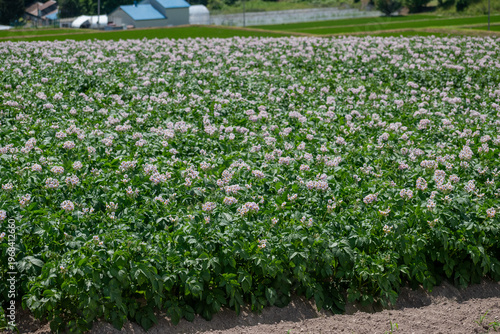 紫の花が満開のジャガイモ畑
