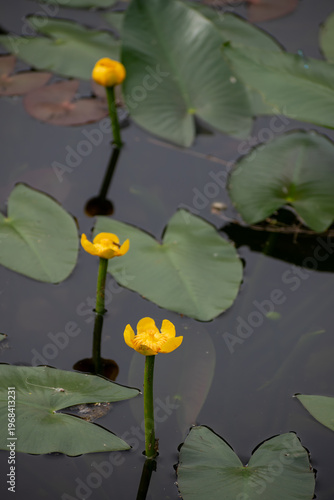 初夏の沼に咲く黄色い花　コウホネ

