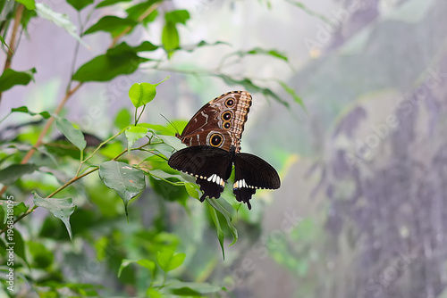 Two tropical butterflies Caligo eurilochus and Papilio memnon on leaves