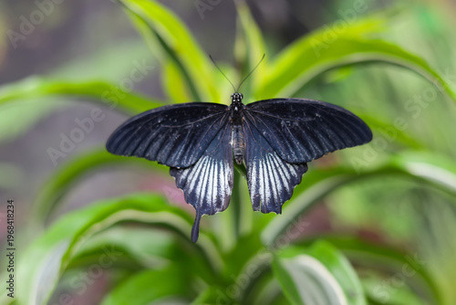 Male Great Mormon butterfly Papilio memnon on green foliage