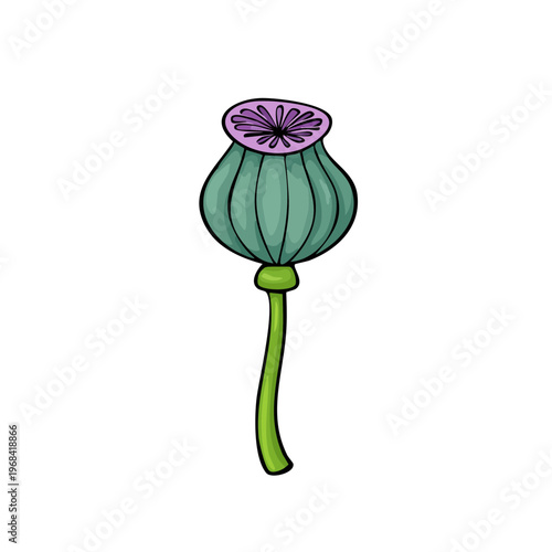 Illustration of a single green poppy seed head with purple center on a stem