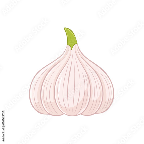 Isolated White Garlic Bulb with Green Sprout, Healthy Ingredient Illustration