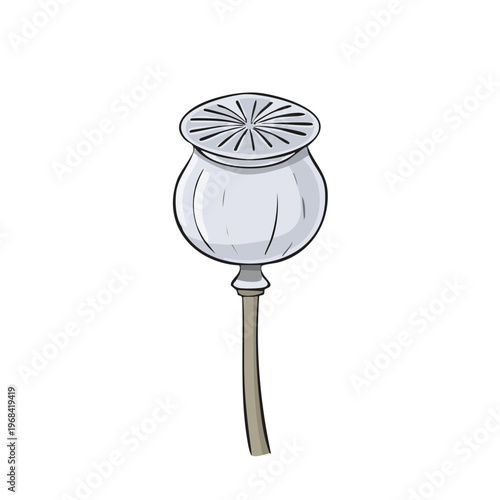 Illustration of a single dried poppy seed head with a thin stem and cap