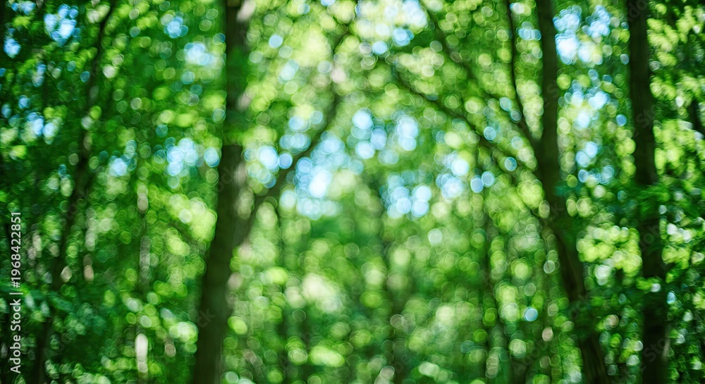 Obraz premium Blurred Green Forest Trees with Sunlight Background.