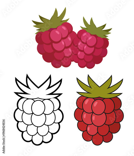 Raspberry Vector Illustration in Outline and Color, Isolated Berry