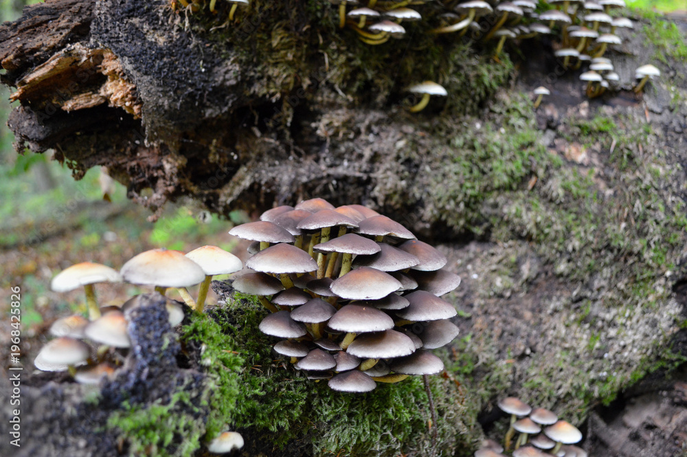 Fototapeta premium Wild mushrooms in autumn in a German forest