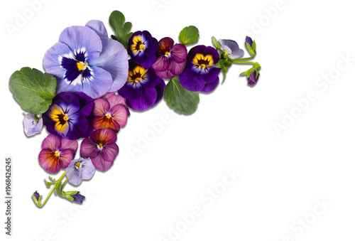 Obraz na plátně Colorful pansy flowers arranged in corner flat lay on transparent background