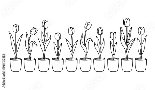 Tulip flowers in pots continuous line illustration with minimal black and white botanical design isolated on white background