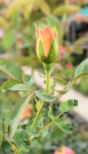 Close-up of a red rose growing in a garden