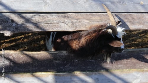 A goat with its horns stuck in a wooden fence, possibly trying to get free