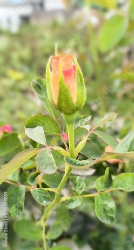Close-up of a red rose growing in a garden