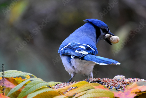 A beautiful jay at the feeder, Sainte-Apolline, Québec, Canada
