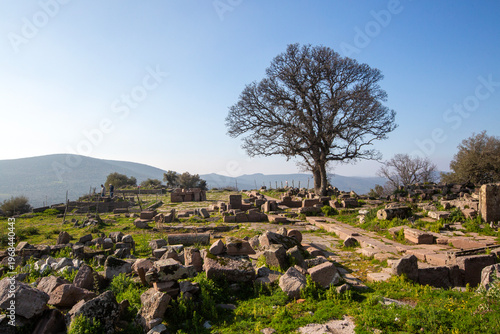 Lone Tree Standing Among An...