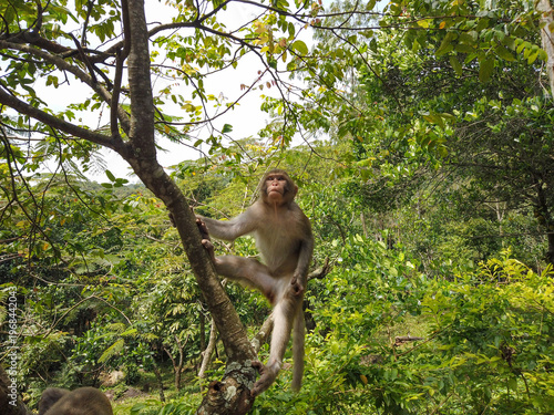 Photography Long-tailed macaque monkey sitting in a tree and looking upward