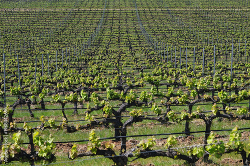 Vineyards in Alentejo, Portugal