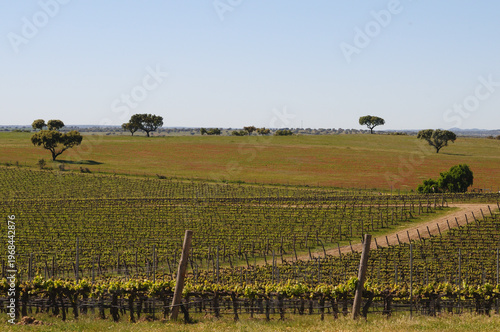 Bild auf Leinwand Vineyards in Alentejo, Portugal