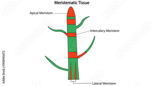 Meristematic Tissue Diagram Showing Apical, Intercalary and Lateral Meristems in Plants