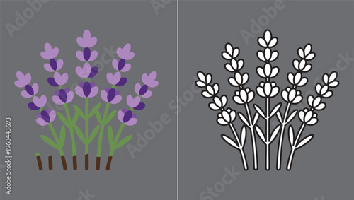 Lavender, flower, vector, illustration, purple, botanical, nature, garden, plant, herbal, outline, line, art, coloring, page, fragrant, summer, floral, icon, design.