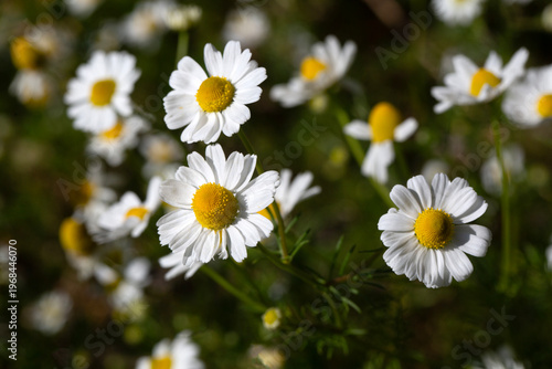 Close Up of Fresh Chamomile Daisy Flowers in Bright Spring Sunlight