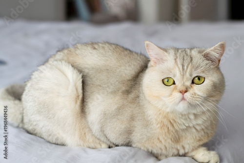 British Shorthaired cat sitting on the bed