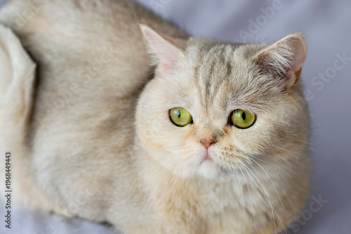 British Shorthaired cat sitting on the bed