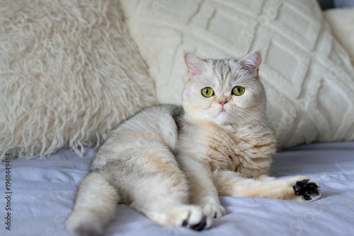 British Shorthaired cat sitting on the bed