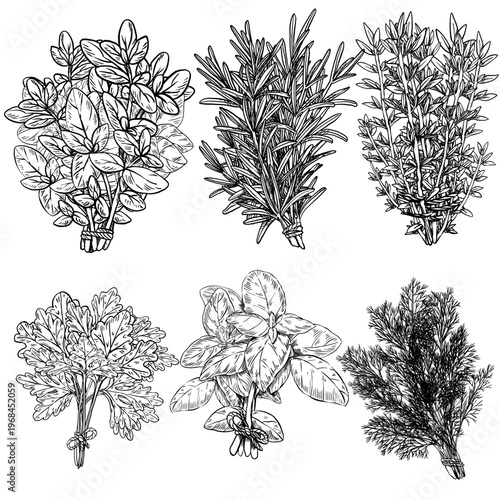 Vector illustration set of six culinary herbs in engraving style. Oregano, rosemary, thyme, parsley, basil, dill as tied bundles for organic spice labels, recipe books, and farmers market designs.