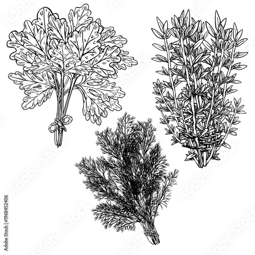 Black and white vector illustration set of culinary herbs. Parsley, thyme, and dill tied bunch in engraving style with detailed hatching. Great for spice labels, cookbooks, and botanical design.