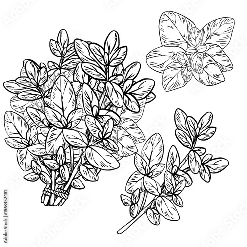 Black and white vector illustration set of oregano herb in engraving style, includes tied bunch, single stem, and top view. Detailed line work, great for spice labels, cookbooks, and botanical design