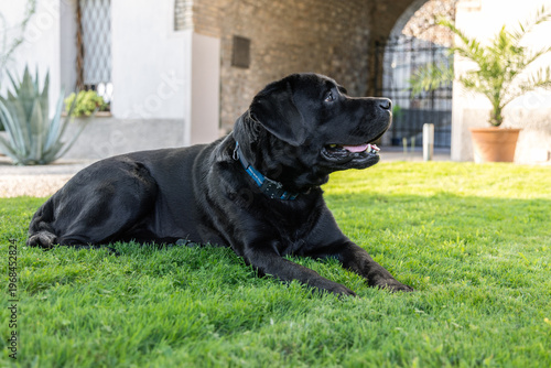 Black Labrador retriever lying on fresh green lawn in a villa courtyard, pedigree domestic dog with glossy fur blue collar and attentive profile resting in warm daylight