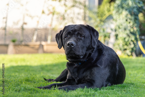 Black Labrador retriever resting on green lawn in a quiet garden courtyard, purebred family dog with glossy coat calm frontal gaze and blue collar lying in soft daylight against blurred plants