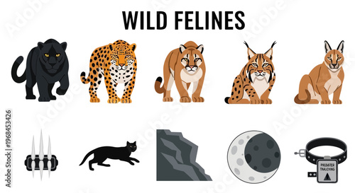 modern flat vector illustration Wild Felines and Their Habitats.