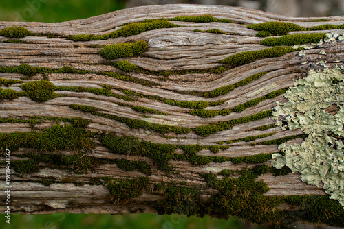 Cuadro en lienzo Full frame texture of ancient weathered wood with green moss and lichen patterns