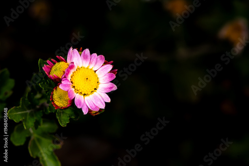 Close-up of Chrysanthemum (Chrysanthemum morifolium) Buds and Blooms