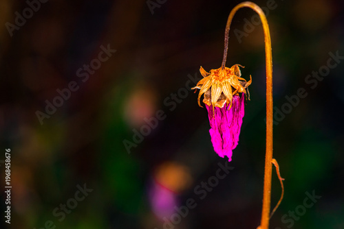 Close-up of Withered Aster (Aster tataricus)