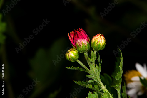Close-up of Chrysanthemum (Chrysanthemum morifolium) Buds and Blooms