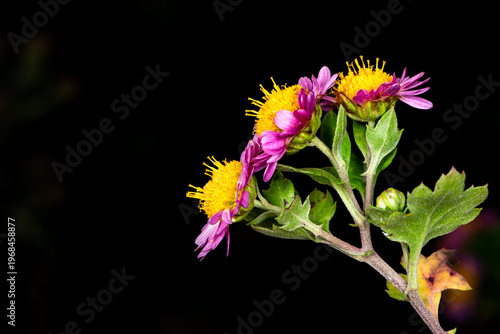 Close-up of Chrysanthemum (Chrysanthemum morifolium) Buds and Blooms